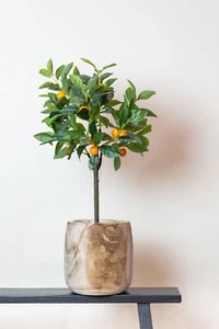 Kunstpflanze Citrus Sinensis - 75 cm Orangenbaum für ein mediterranes Ambiente i - Bild 1 von 6