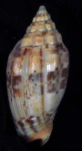 voluta Polypleura hennequini RARE - Picture 1 of 4