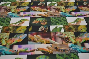Chamäleon Stoff mit Leguan Geckostoff Stoff Chamäleon Dekostoff Reptilstoff D1 - Bild 1 von 3