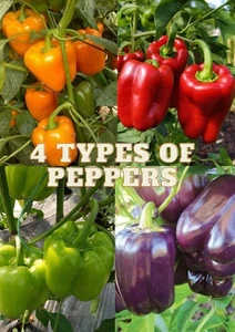 40+ Bell Pepper Seedss (Capsicum annuum) Bundling 4 Cultivar Garden Package - Picture 1 of 9