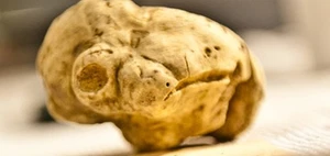 110 Gramm weißer Alba-Trüffel. Ein hochgeschätzter frischer italienischer weißer - Picture 1 of 9