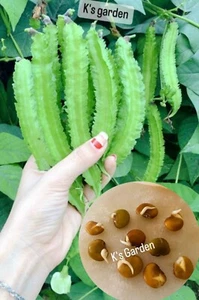 15+PCS WINGED BEAN SEEDS, DRAGON BEAN, ĐẬU RỒNG NGẮN NGÀY -HARVEST AFTER 70 DAYS - Picture 1 of 6