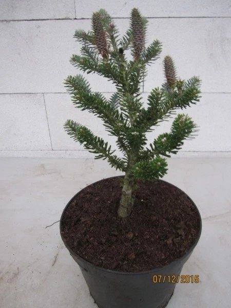 Koreatanne Wüstemeyer - Abies koreana Wüstemeyer - Bild 1 von 1