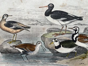 Austernfänger Dunlin Phalarope Dotterel farbig antik Gravur 1855 - Bild 1 von 4