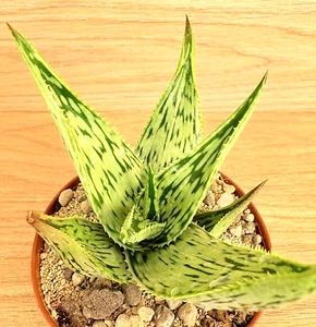 Aloe somaliensis , pot 8 cm (Cod. W310) - Picture 1 of 5