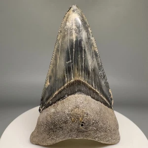 Fantastic Colors, Sharply Serrated Lower 2.54" MEGALODON Tooth - Venice, FL - Picture 1 of 6