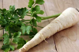 100 x ROOT PARSLEY SEEDS-HAMBURG-GREAT COLOUR-HEIRLOOM GARDEN VEGETABLE PLANTS - Picture 1 of 6