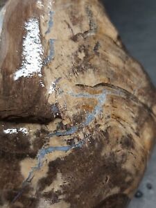 Petrified Wood with Agate Raw Montana