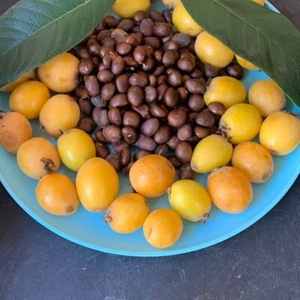 50 Loquat Seeds Japanese Chinese Plum Eriobotrya Japonica Organic Fresh - Picture 1 of 2