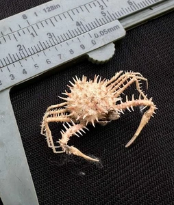 CRABS/Deep sea crab species preserved dried crabs - Picture 1 of 6