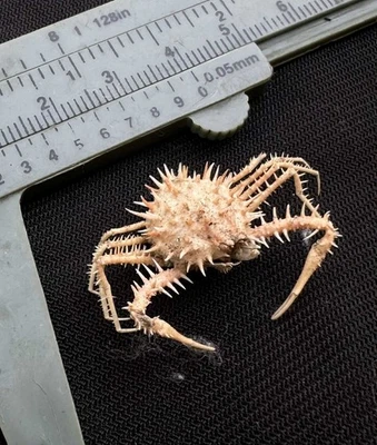 CRABS/Deep sea crab species preserved dried crabs - Image 1 of 4