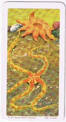 Brooke Bond Red Rose Tea Card #26 Starfish Exploring The Ocean - Image 1 of 2