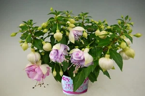 Gefüllte Fuchsie "Jollies® La Grande Luberon" flieder - Einzigartige Blüten - Bild 1 von 2