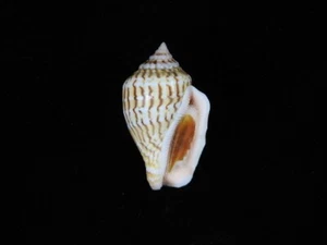 Sea Shell Strombus (Canarium) mutabile f.zebriolatus 31 mm ID#8856 - Imagen 1 de 3