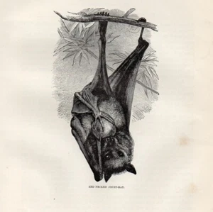 1894 Piccola Stampa Antica = PIPISTRELLO DELLA FRUTTA = Chirotteri = Old Print - Picture 1 of 1