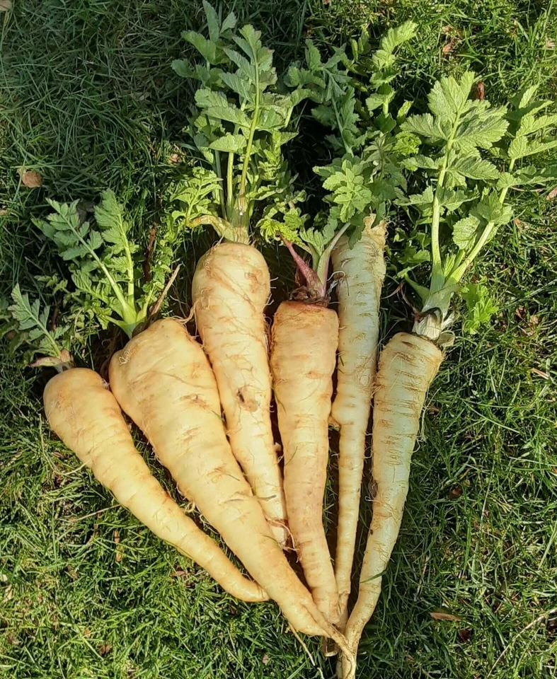 HOLLOW CROWN PARSNIP SEEDS Vegetable Seeds Heirloom Parsnip Hollow Crown Seeds - Image 1 of 1