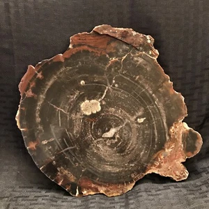 Large Beautiful Petrified Wood Polished Slab w/Bark 7 1/2 Inch Round - Picture 1 of 14