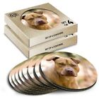 8 x Boxed Round Coasters - American Pit Bull Puppy Dog Animals #8634
