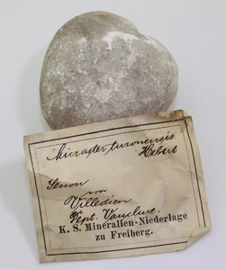 Seeigel, Micraster turonensis, Kreide, Senon, Villedien, Frankreich -L878 - Picture 1 of 6