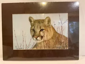 Gerry Lamarre Wildlife Photo Print 1637 Cougar Portrait Matted 16 x 12 - Picture 1 of 4