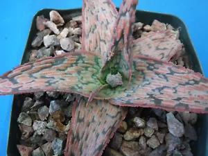 Aloe Hybride 6 TYPEN: Himbeere/Delta Lts/Rosa Rouge/Grüner Sand/Christ Carol/Sal - Bild 1 von 12