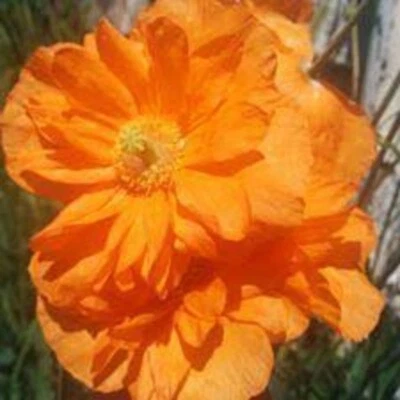 Poppy Welsh Perennial  Poppy 300 Seeds Mecanopsis Cambrica COMBINED SHIPPING - Image 1 of 3