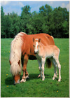 Pferd AK Postkarte - ILM  - Haflinger Stute + Fohlen