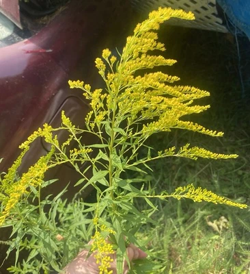 1/2 Dozen Maine Grown Bare Root Goldenrod Plants - Image 1 of 3