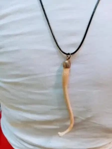 Real Racoon Baculum Bone Necklace w/Cap Handmade & Adjustment Chain - Picture 1 of 2
