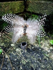 Dead Feathered Fairy Unique Oddity Specimen for your Cabinet of Curiosities - Picture 1 of 5