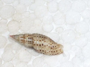 DOMIPORTA GLORIOLA FANTASTIC - Bild 1 von 2