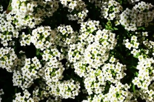 SÜSSES ALYSSUM WEISS UK SCHNEETUCH Honig duftend Lobularia maritima 3000 Samen - Bild 1 von 3