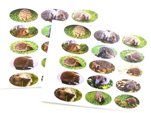Etiquetas de sello ovalado erizo pegatinas envolventes de regalo para sobres bolsas y tarjetas Ref B10B - Imagen 1 de 1