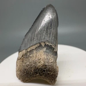 Rare Deformed Blue/Gray 1.70" Fossil MEGALODON Shark Tooth - Bone Valley - Picture 1 of 6