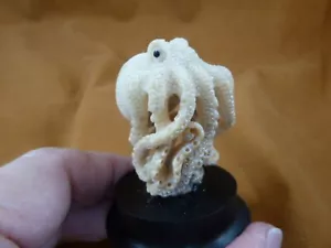 (tb-octo-50-6) statuina palma polpo in piedi TAGUA NUT barriera corallina Bali polpo - Foto 1 di 2