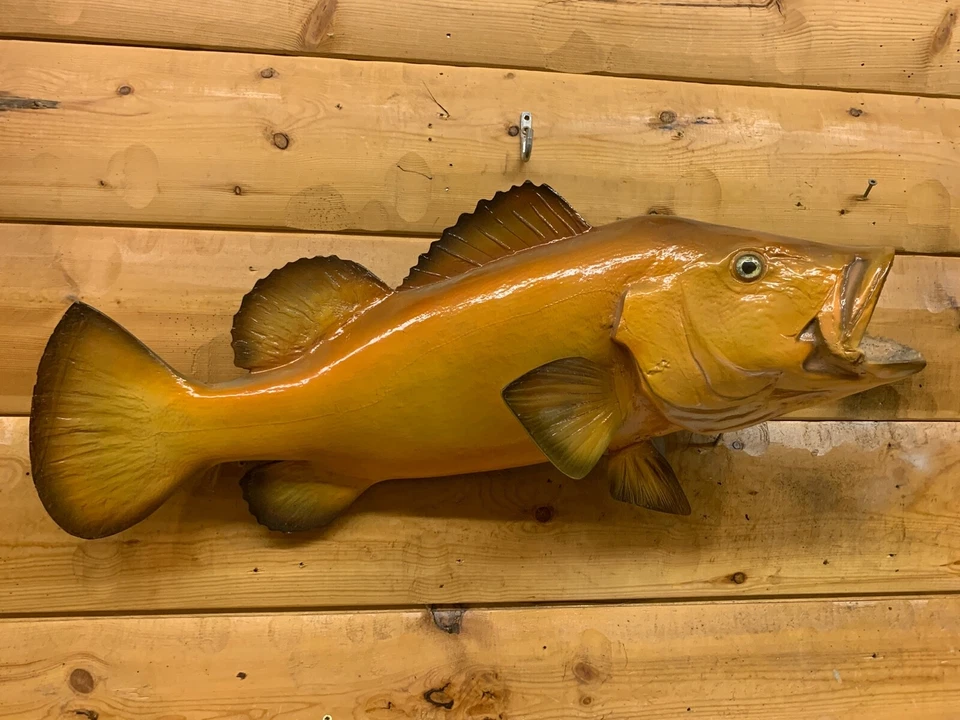 Reproducción Pargo Rojo Hueso Pez Mero Tiburón Océano Peces Taxidermia FKS32 Foto 1 de 4