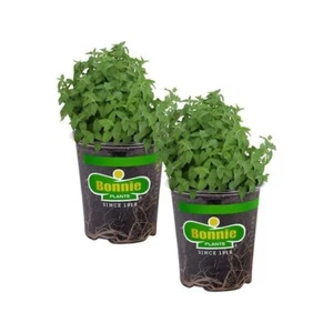 19 Oz. Organic Catnip Herb Plants (2-Pack) - Fresh Catnip for Cats - Picture 1 of 2