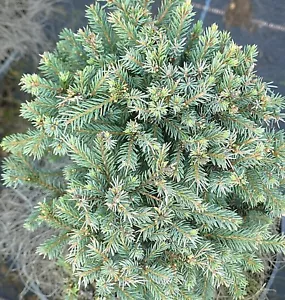 Picea glauca 'Echiniformis' blaue Igelfichte 20 - 25 cm - Bild 1 von 1