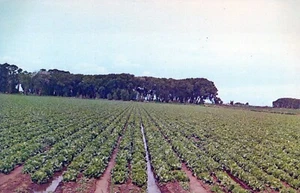 Postal de campo de lechuga Alamosa Colorado - Imagen 1 de 2