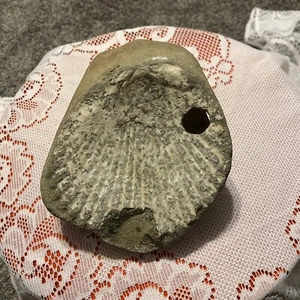 versteinerte Jakobsmuschel Muschel - Bild 1 von 6