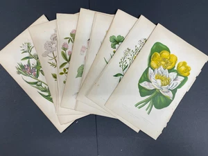 Botánicos antiguos, flores, Anne Pratt, liquidación, 8 impresiones - Imagen 1 de 3