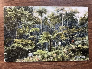 Baumfarne, Jamaika, BHI POSTKARTE ~ unbespielt, DB - Bild 1 von 2