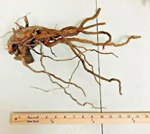 Large Spider Wood Drift Wood Natural Aquascape Hard scape Aquarium Drift Wood ✅ - Picture 1 of 8