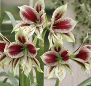 Mystery Pack : 10 Rare Bulbs/Tubers For $60 Free Postage - Foto 1 di 13