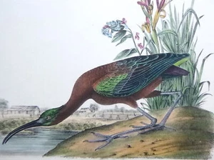 Audubon 1ª edición Octavo IBIS BRILLANTE Birds of America 1840 litografía original - Imagen 1 de 1