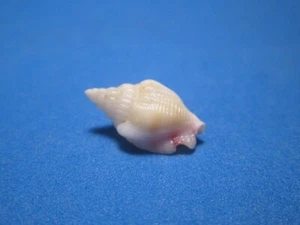 Strombus hellii (Kiener, 1843)"HAWAIIAN WATERS" (19.1mm) - Picture 1 of 5