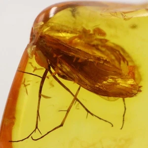 Baltic Amber with Insect | Fossil Inclusions in Genuine Certified Amber - Picture 1 of 6