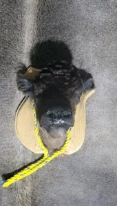 UNIQUE Calf Head Mount Taxidermy WITH FLAWS Decor Cow - Picture 1 of 6