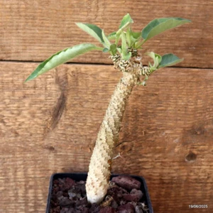 D4737 EUPHORBIA ANKIARENSIS maceta 10-H18-W4 cm MaMa Cactus - Imagen 1 de 4
