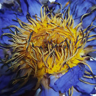 Lotus bleu nymphaea caerulea cueillie à la main fleur séchée à base de plantes 100 % biologique Ceylan